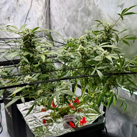 Blue Dream Auto Atlas growlog timeline photo