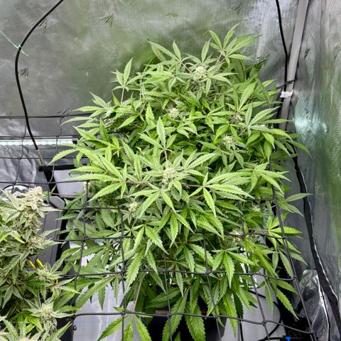 Blue Dream Auto Atlas growlog timeline photo