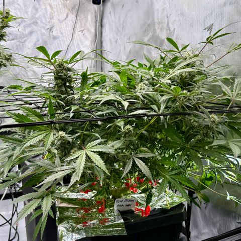 Blue Dream Auto Atlas growlog timeline photo