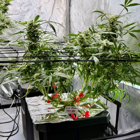 Blue Dream Auto Atlas growlog timeline photo