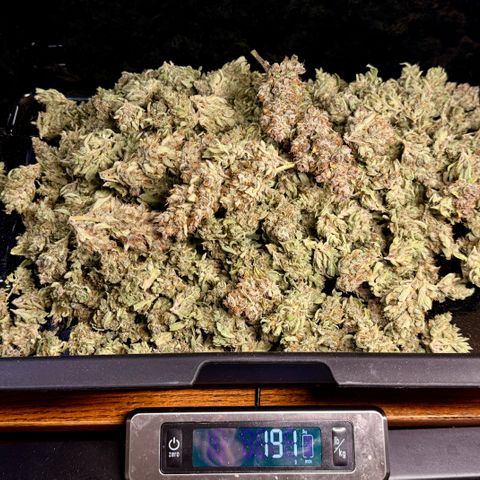 Banana Purple Punch Auto growlog timeline photo