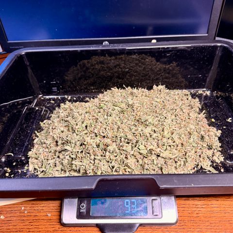Banana Purple Punch Auto growlog timeline photo