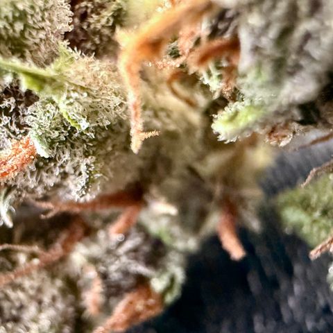 Banana Purple Punch Auto growlog timeline photo