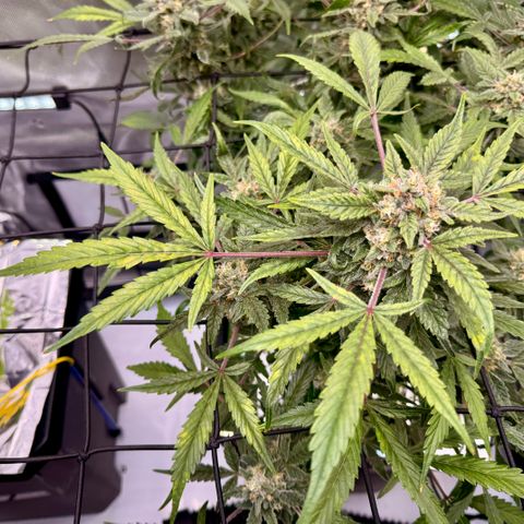 Blue Dream Auto Atlas growlog timeline photo