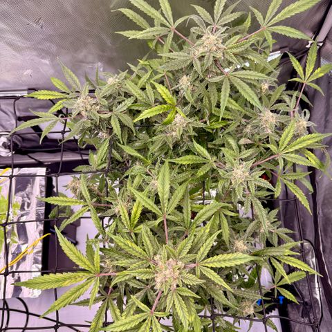 Blue Dream Auto Atlas growlog timeline photo