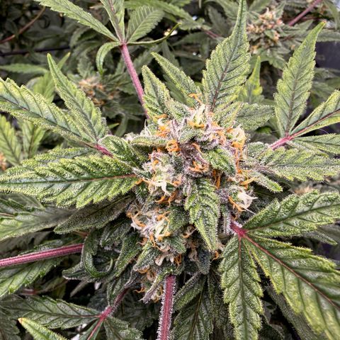 Blue Dream Auto Atlas growlog timeline photo