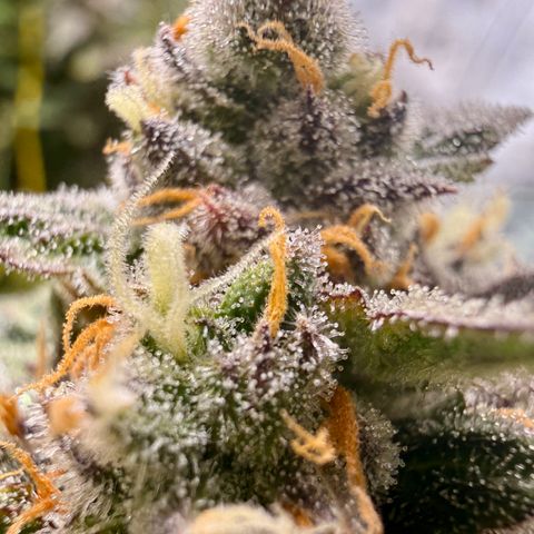 Blue Dream Auto Atlas growlog timeline photo