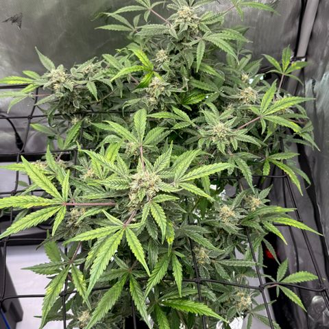 Blue Dream Auto Atlas growlog timeline photo