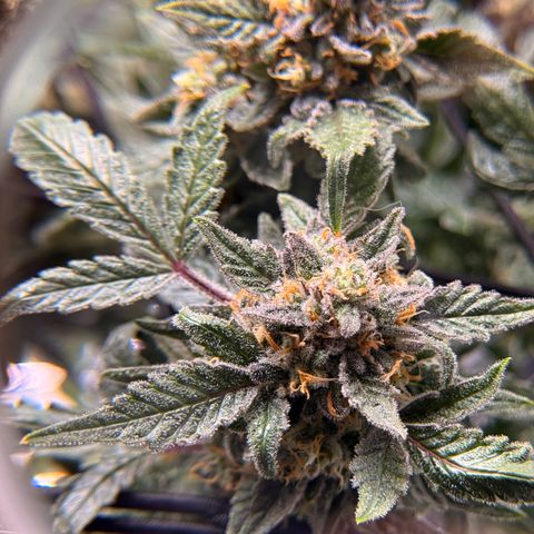 Blue Dream Auto Atlas growlog timeline photo