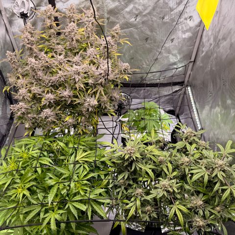 Blue Dream Auto Atlas growlog timeline photo