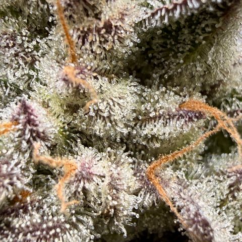 Blue Dream Auto Atlas growlog timeline photo