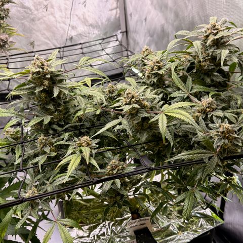 Blue Dream Auto Atlas growlog timeline photo