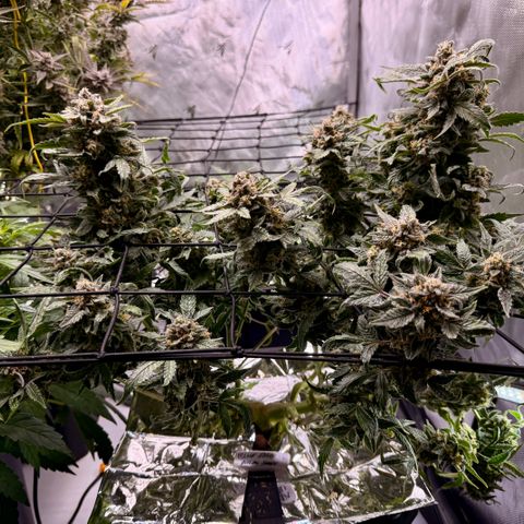 Blue Dream Auto Atlas growlog timeline photo