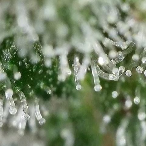 Blue Dream Auto Atlas growlog timeline photo