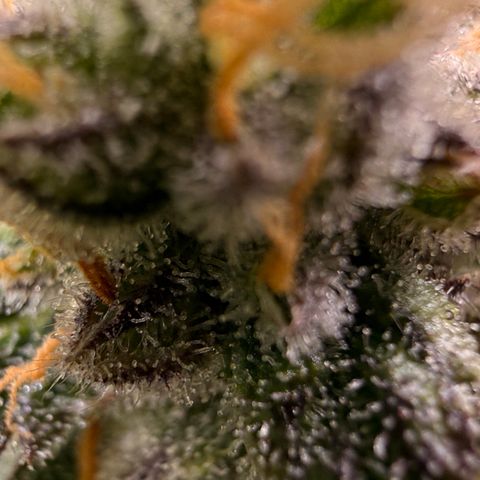 Blue Dream Auto Atlas growlog timeline photo