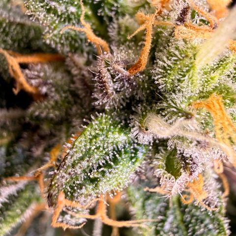 Blue Dream Auto Atlas growlog timeline photo