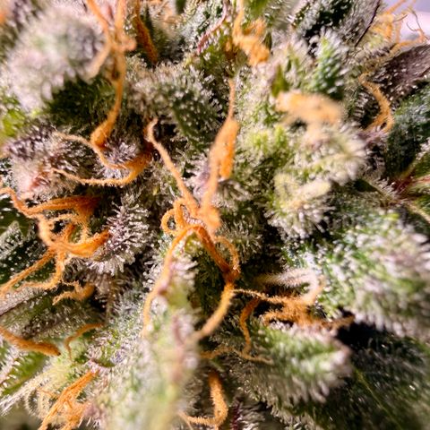 Blue Dream Auto Atlas growlog timeline photo