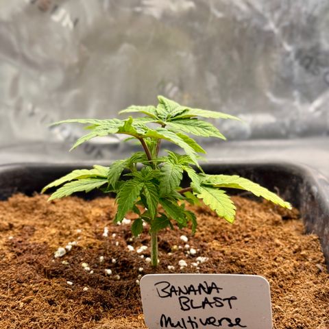 Banana Blast growlog timeline photo