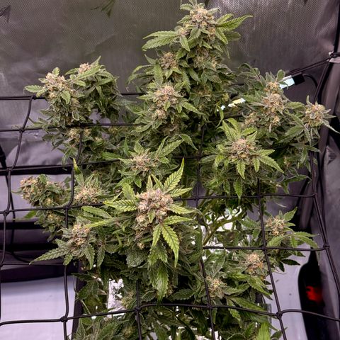 Blue Dream Auto Atlas growlog timeline photo