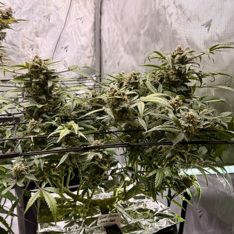Blue Dream Auto Atlas growlog timeline photo