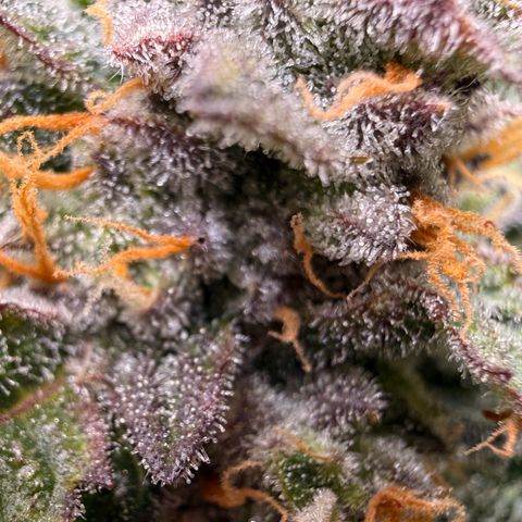 Blue Dream Auto Atlas growlog timeline photo