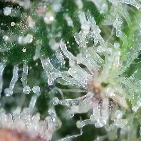Blue Dream Auto Atlas growlog timeline photo