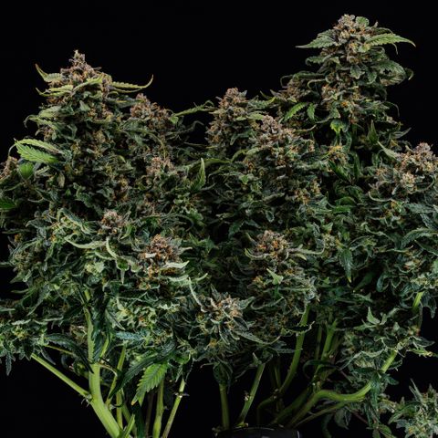 Blue Dream Auto Atlas growlog timeline photo