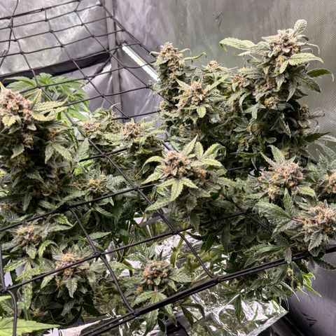 Blue Dream Auto Atlas growlog timeline photo
