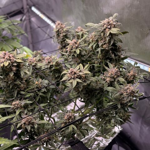 Blue Dream Auto Atlas growlog timeline photo