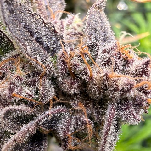 Blue Dream Auto Atlas growlog timeline photo