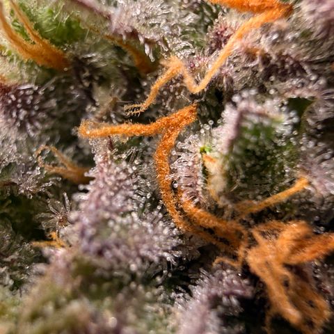 Blue Dream Auto Atlas growlog timeline photo