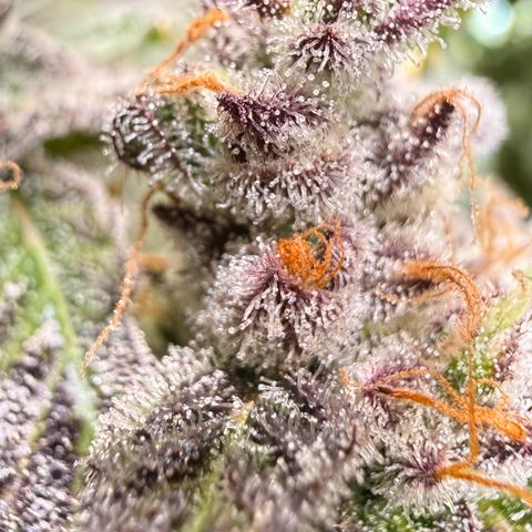 Blue Dream Auto Atlas growlog timeline photo
