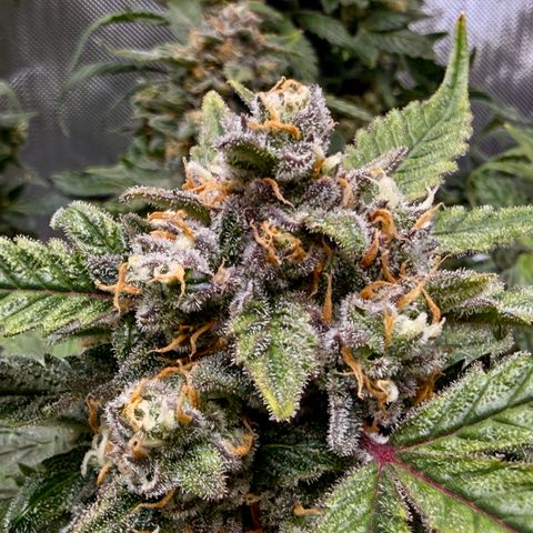 Blue Dream Auto Atlas growlog timeline photo