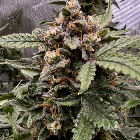 Blue Dream Auto Atlas growlog timeline photo