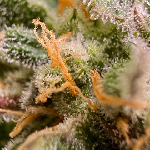 Blue Dream Auto Atlas growlog timeline photo