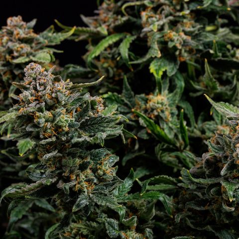 Blue Dream Auto Atlas growlog timeline photo