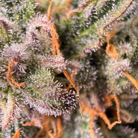 Blue Dream Auto Atlas growlog timeline photo