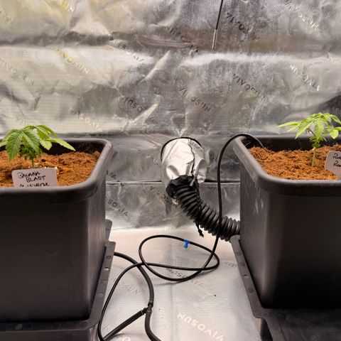Banana Blast growlog timeline photo