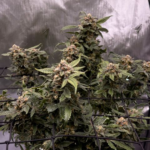 Blue Dream Auto Atlas growlog timeline photo