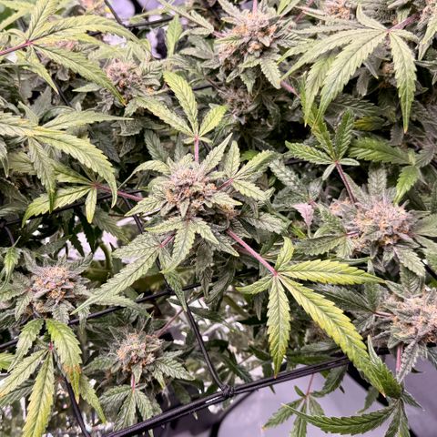 Blue Dream Auto Atlas growlog timeline photo