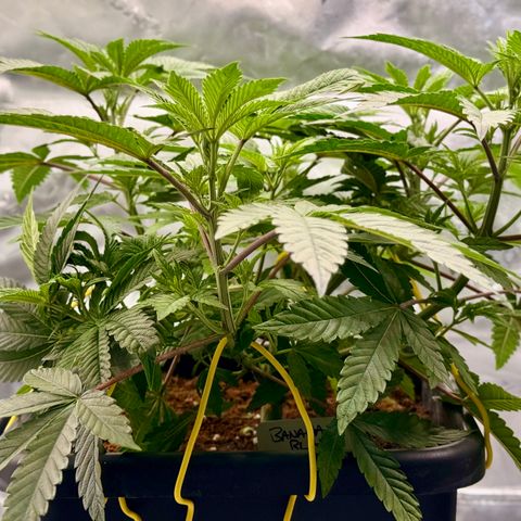 Banana Blast growlog timeline photo