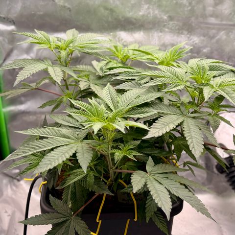 Banana Blast growlog timeline photo