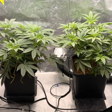 Banana Blast growlog timeline photo