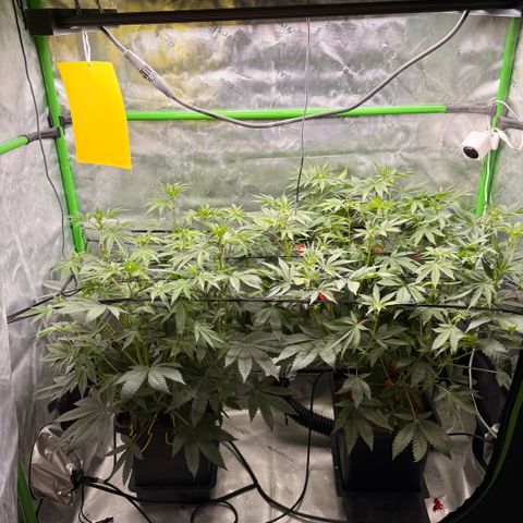 Banana Blast growlog timeline photo