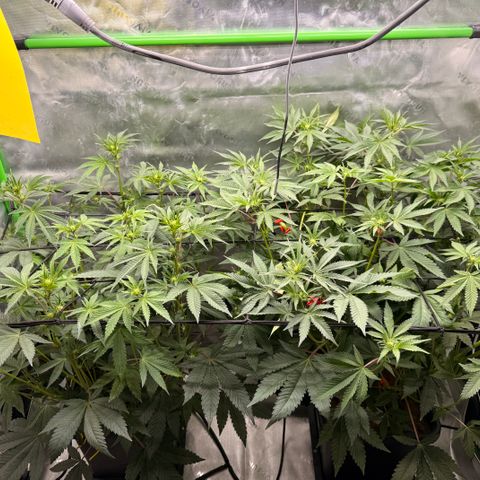 Banana Blast growlog timeline photo