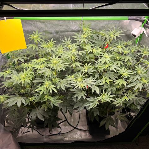 Banana Blast growlog timeline photo