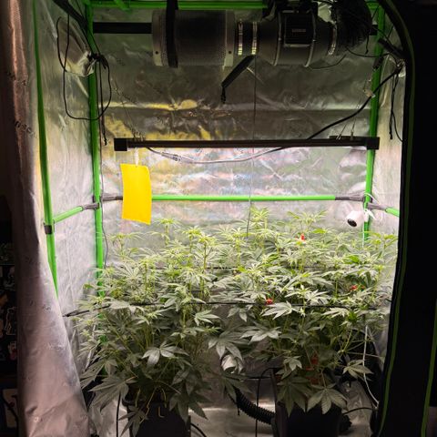 Banana Blast growlog timeline photo