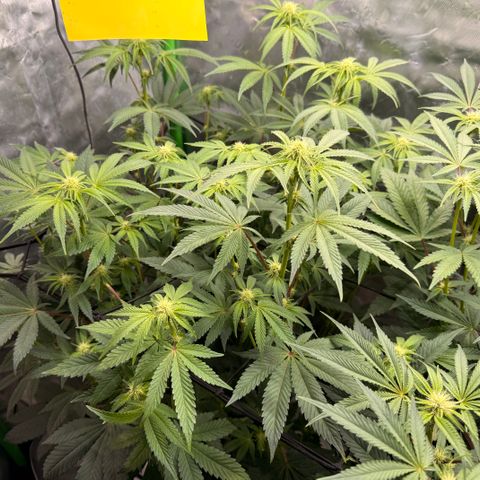 Banana Blast growlog timeline photo