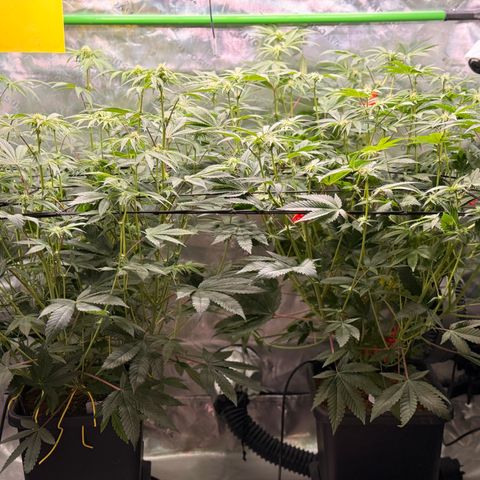 Banana Blast growlog timeline photo