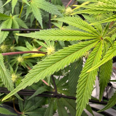 Banana Blast growlog timeline photo